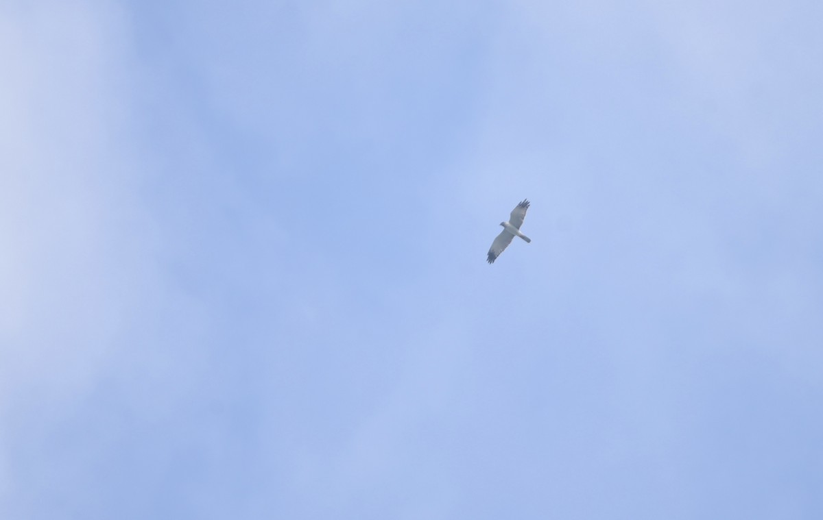 Eastern Marsh Harrier - ML624792090