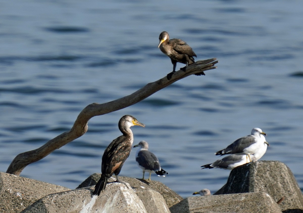 Japanese Cormorant - ML624792103