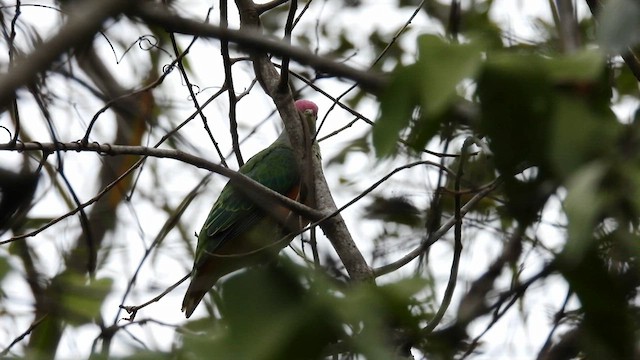 Rose-crowned Fruit-Dove - ML624792352