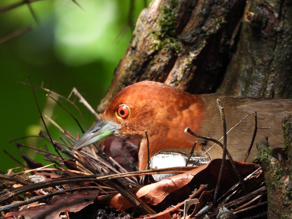 Slaty-legged Crake - ML624792363