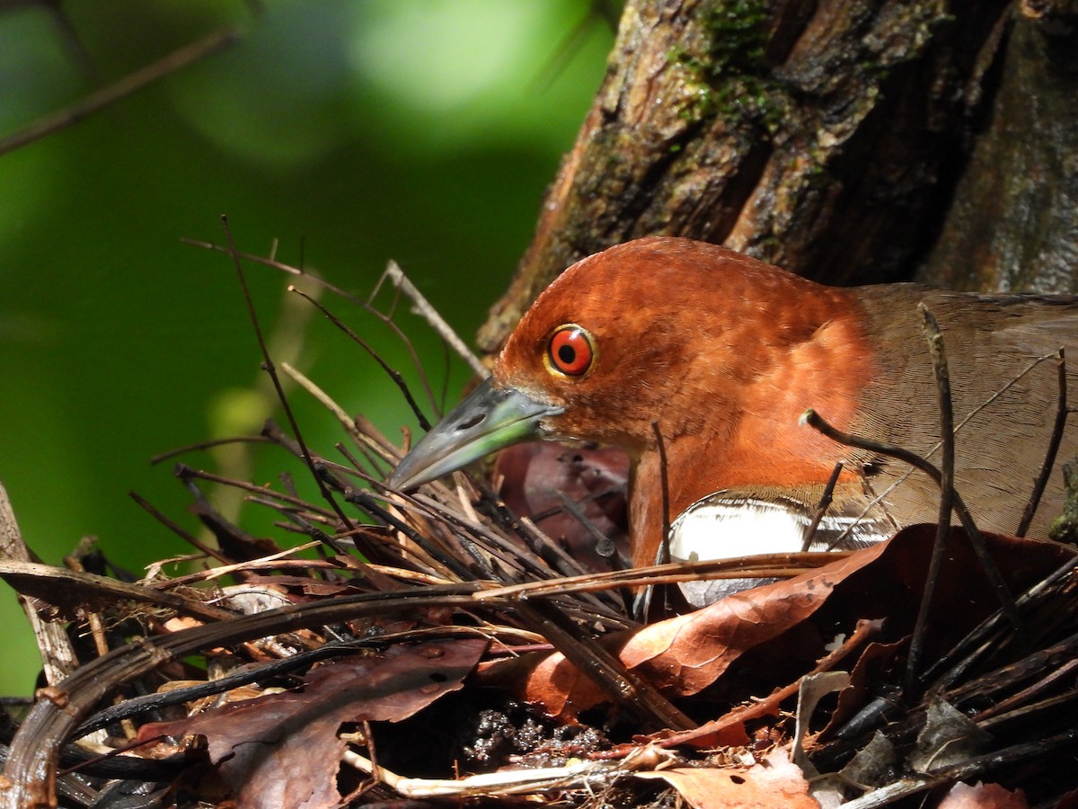 Slaty-legged Crake - ML624792365