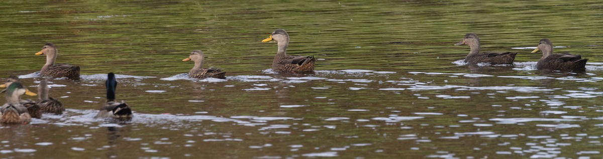 American Black Duck - ML624792437