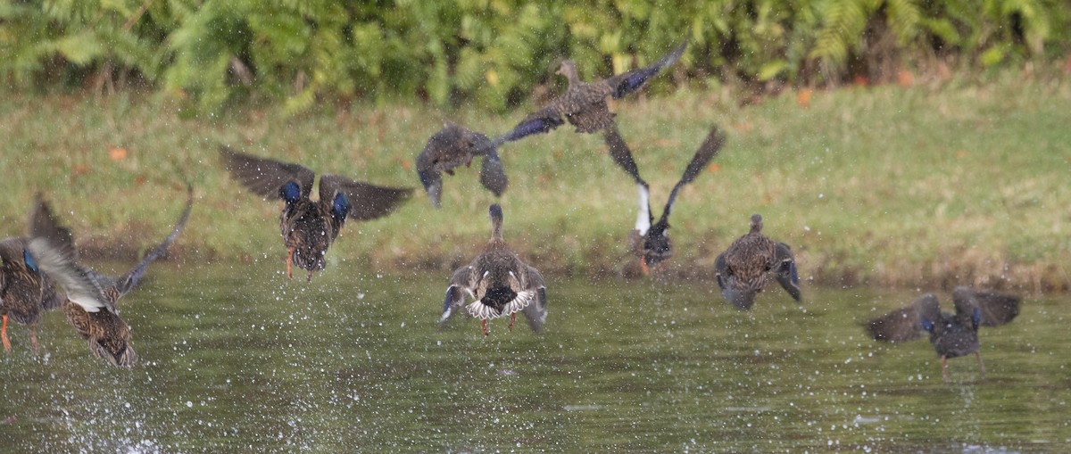 American Black Duck - ML624792438