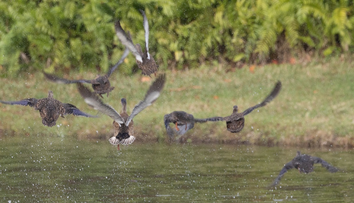 American Black Duck - ML624792439