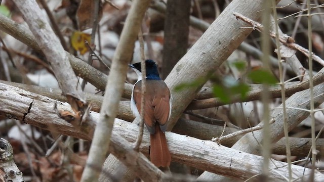 Shining Flycatcher - ML624792450