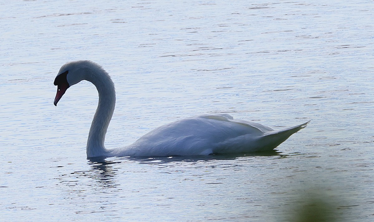 Cygne tuberculé - ML624792487