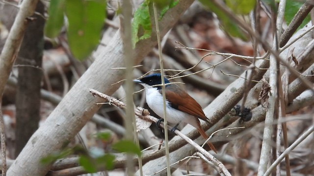 Shining Flycatcher - ML624792531