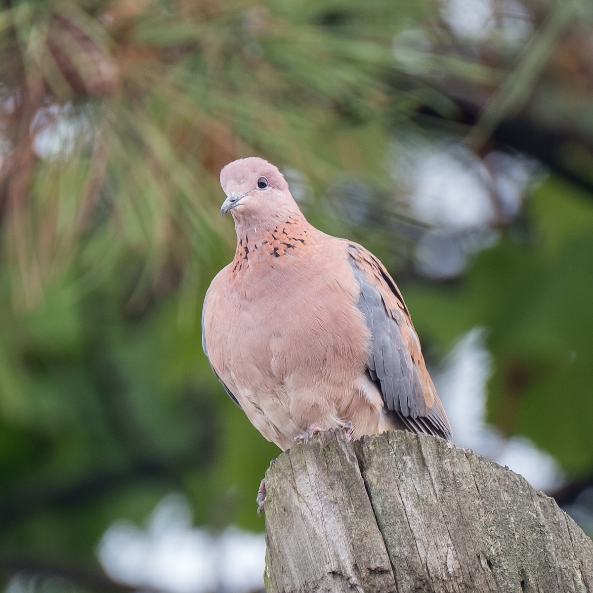 Laughing Dove - ML624792563