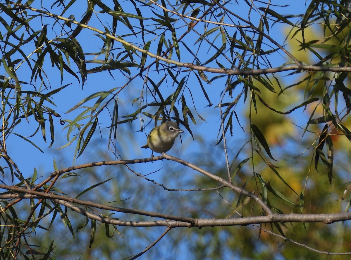 Blue-headed Vireo - ML624792635