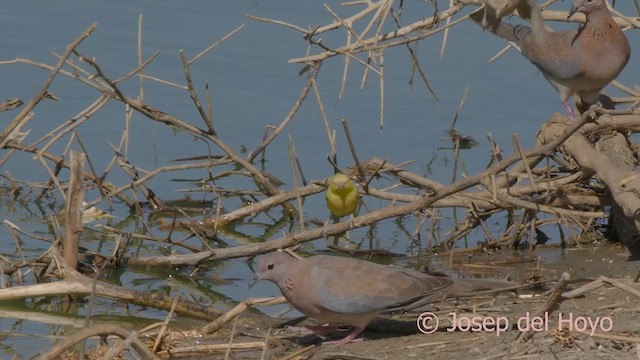 Laughing Dove - ML624792662