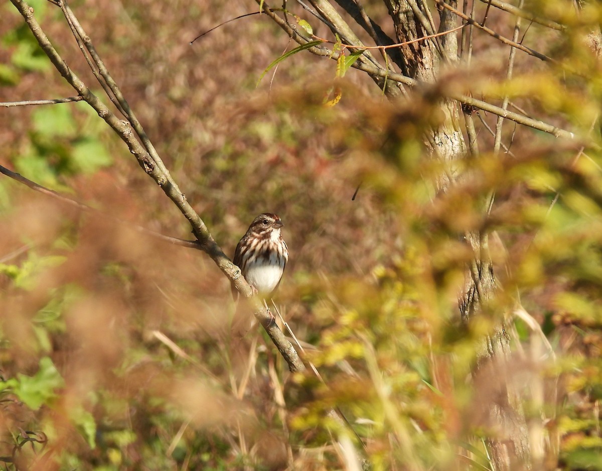 Song Sparrow - ML624792687