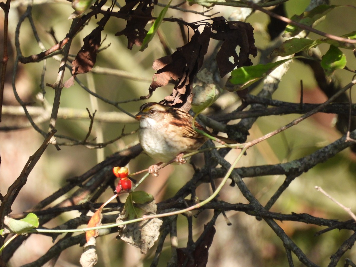 White-throated Sparrow - ML624792697