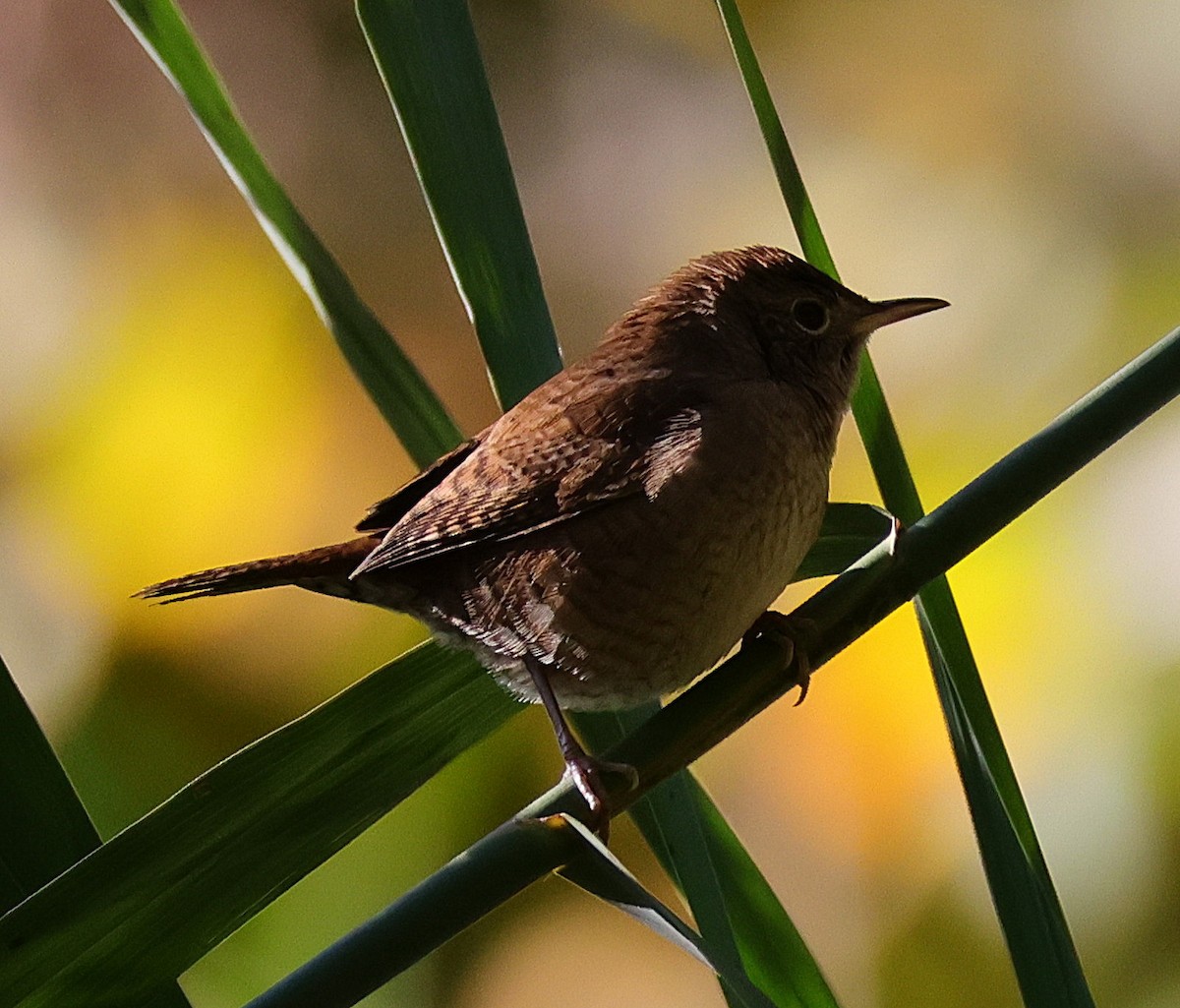 Northern House Wren - ML624792715