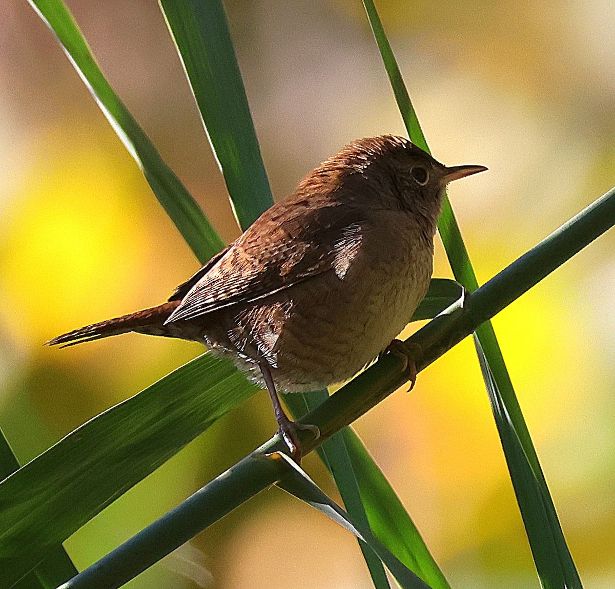 Northern House Wren - ML624792716