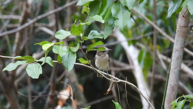 Gray Whistler - ML624792775