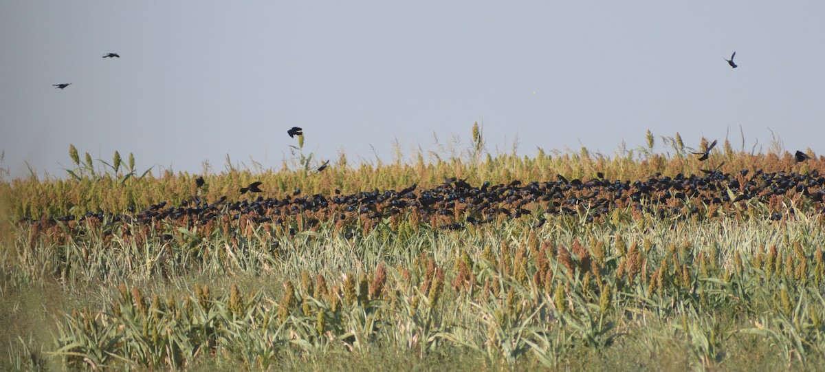 Common Grackle - ML624793541