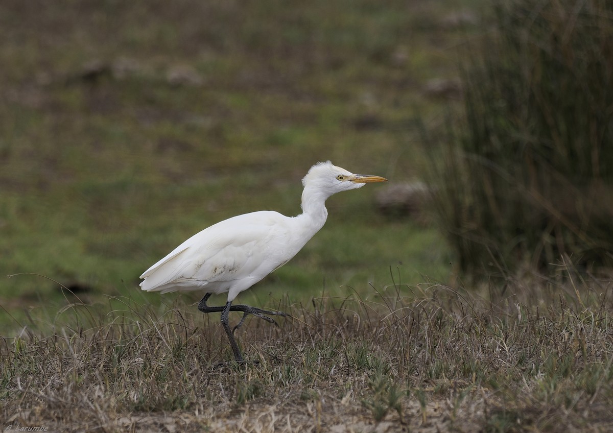 Western Cattle-Egret - ML624793677