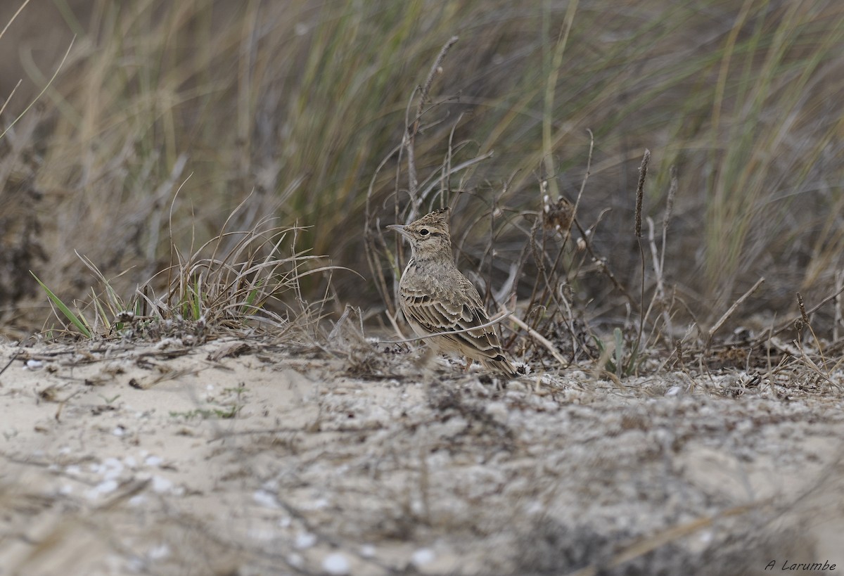 Crested Lark - ML624793699