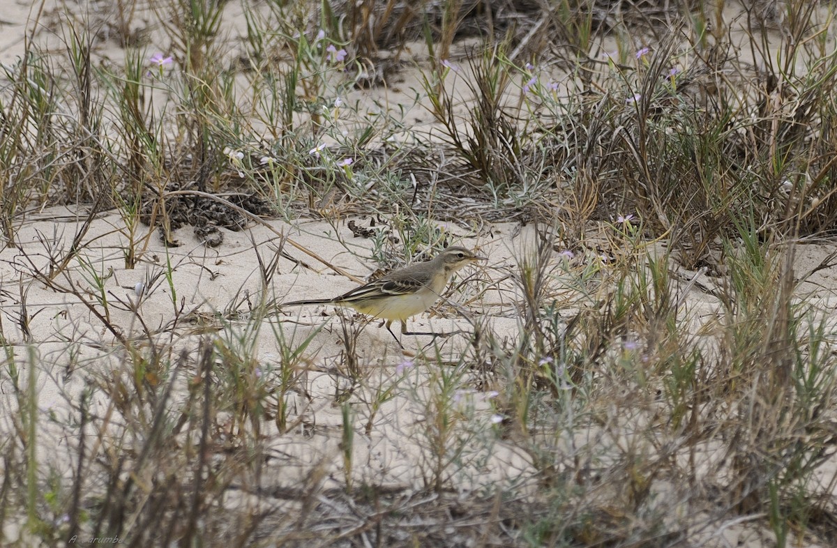 西方黃鶺鴒 - ML624793705