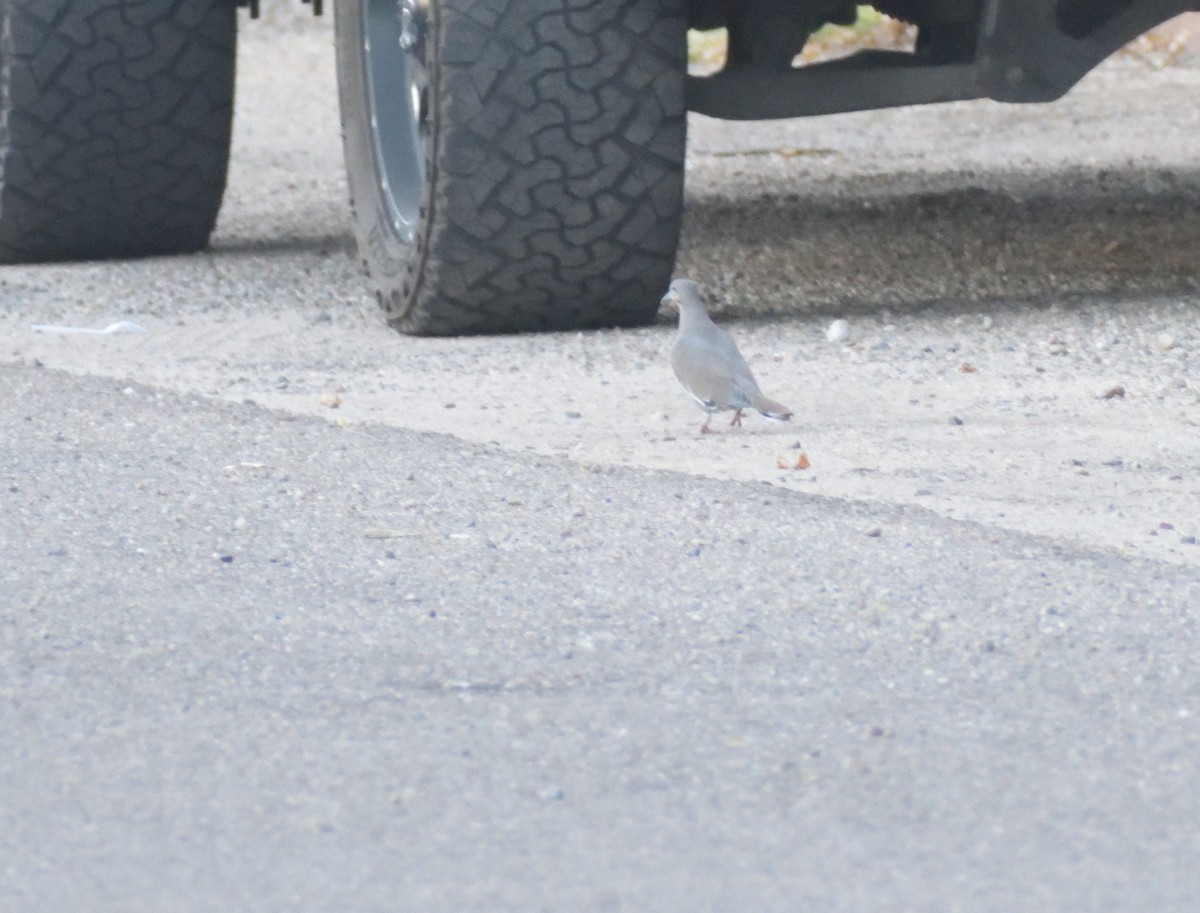 White-winged Dove - ML624793780