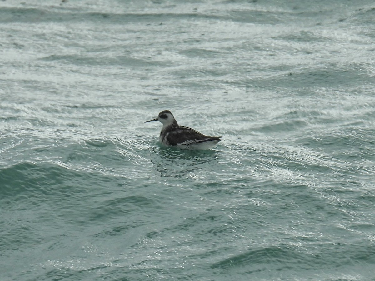 Red-necked Phalarope - ML624793804