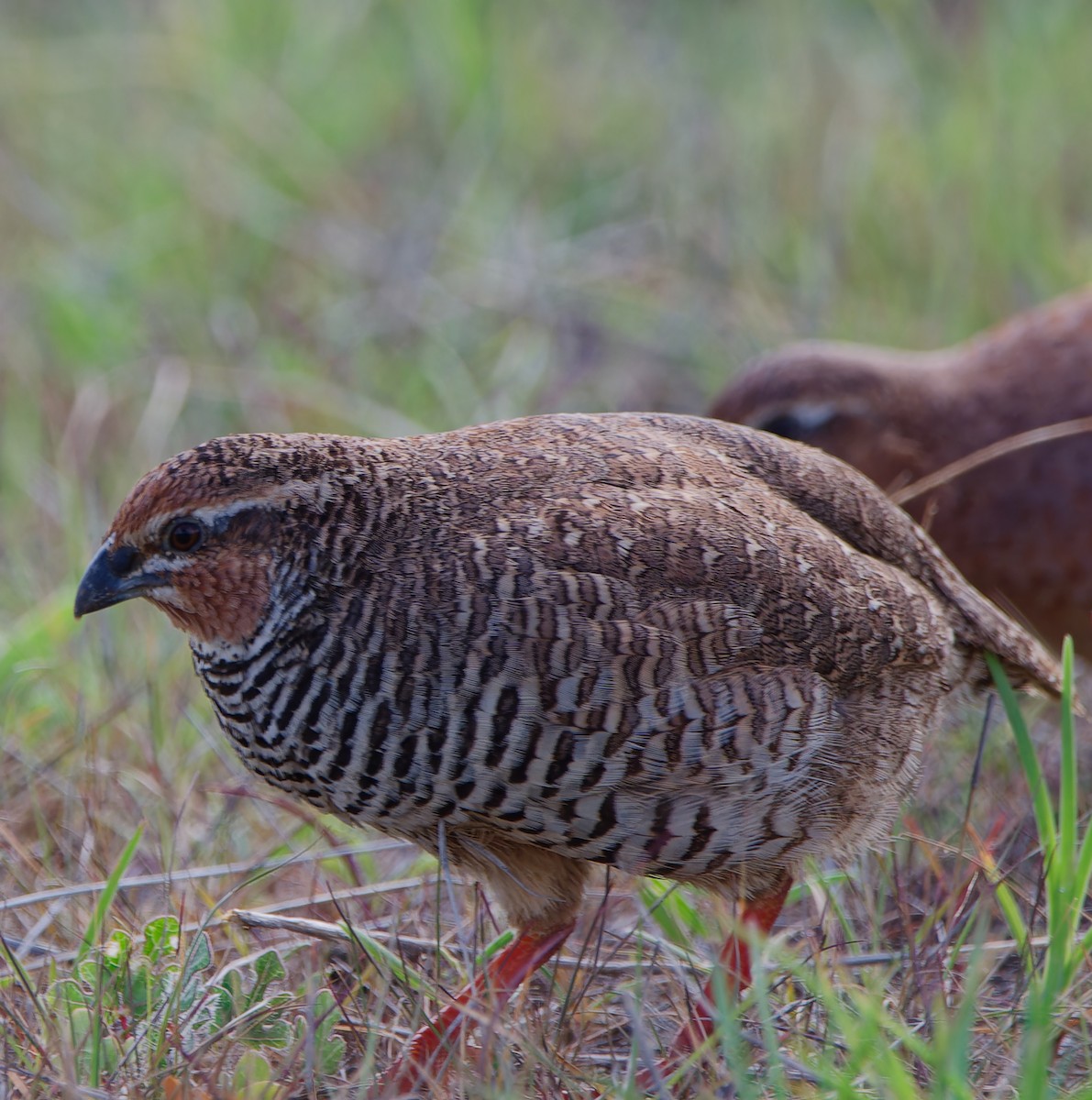 Rock Bush-Quail - ML624793939