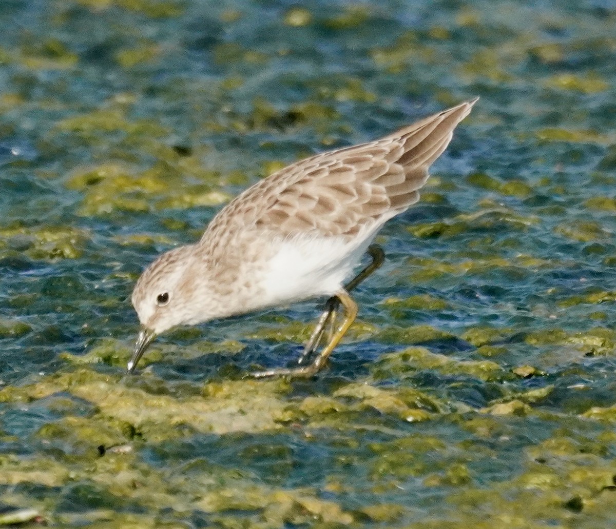 Least Sandpiper - ML624794170