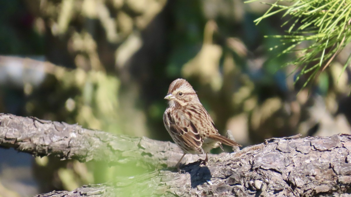 Song Sparrow (melodia/atlantica) - ML624794174