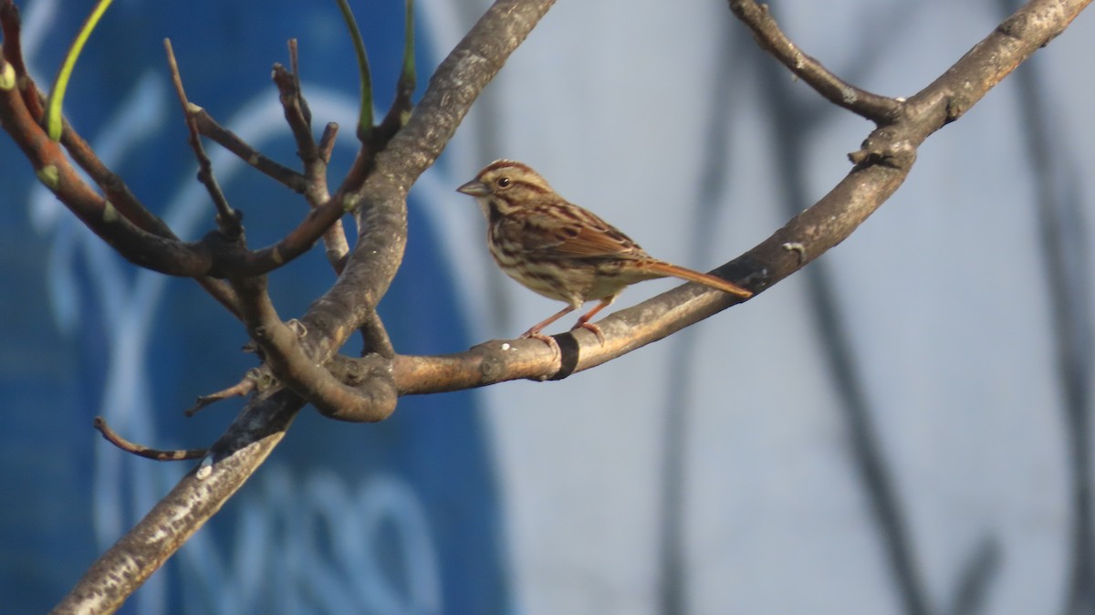 Song Sparrow (melodia/atlantica) - ML624794247