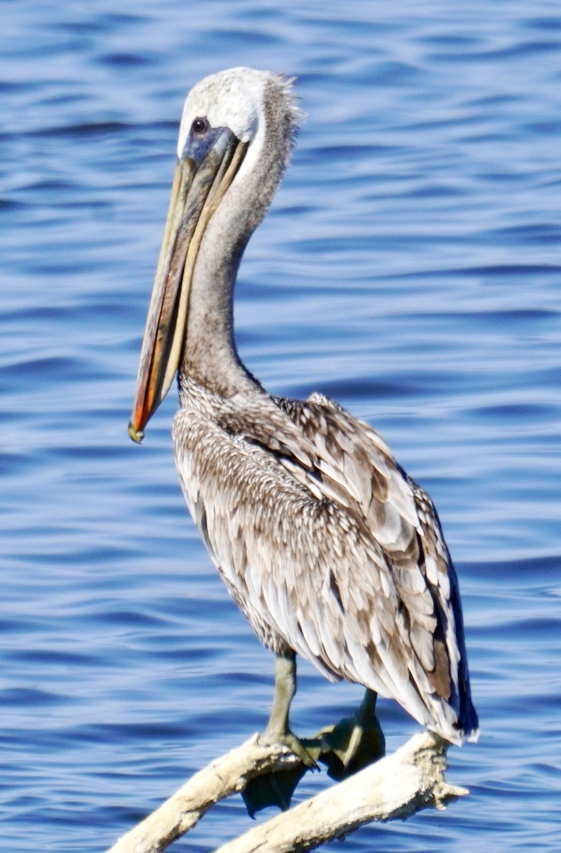 Brown Pelican - Brian Elliott