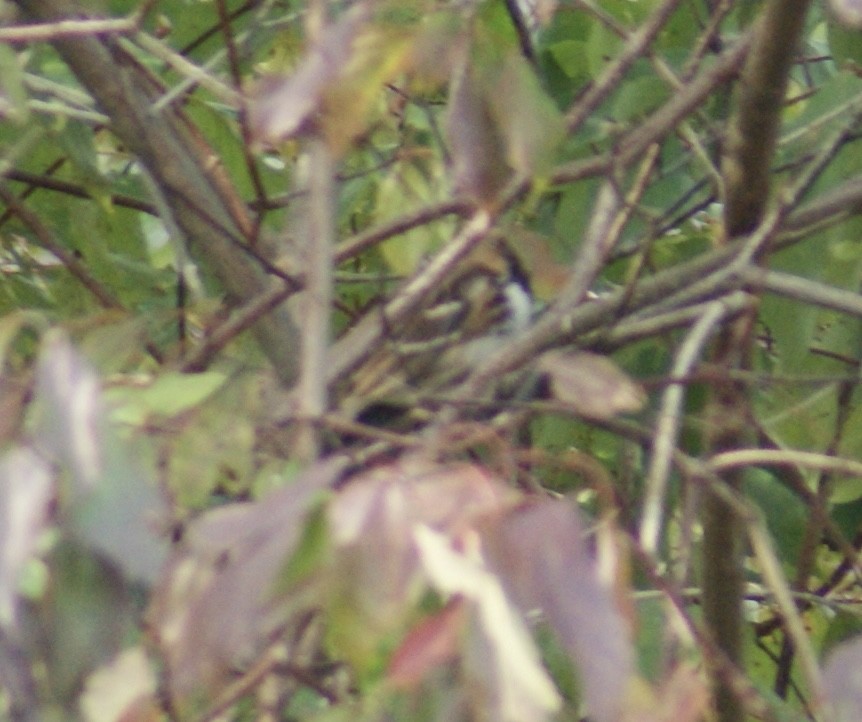 Harris's Sparrow - ML624794301