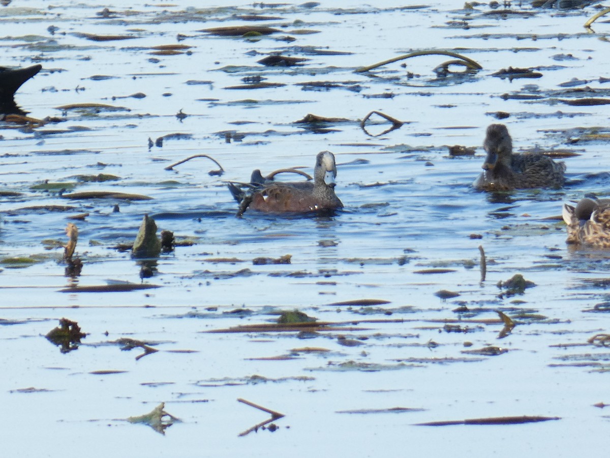 Ebird Checklist Oct Sterling Sp Species