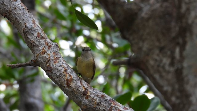 Lemon-bellied Flyrobin (Lemon-bellied) - ML624794371