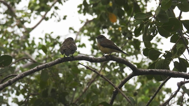 Lemon-bellied Flyrobin (Lemon-bellied) - ML624794374