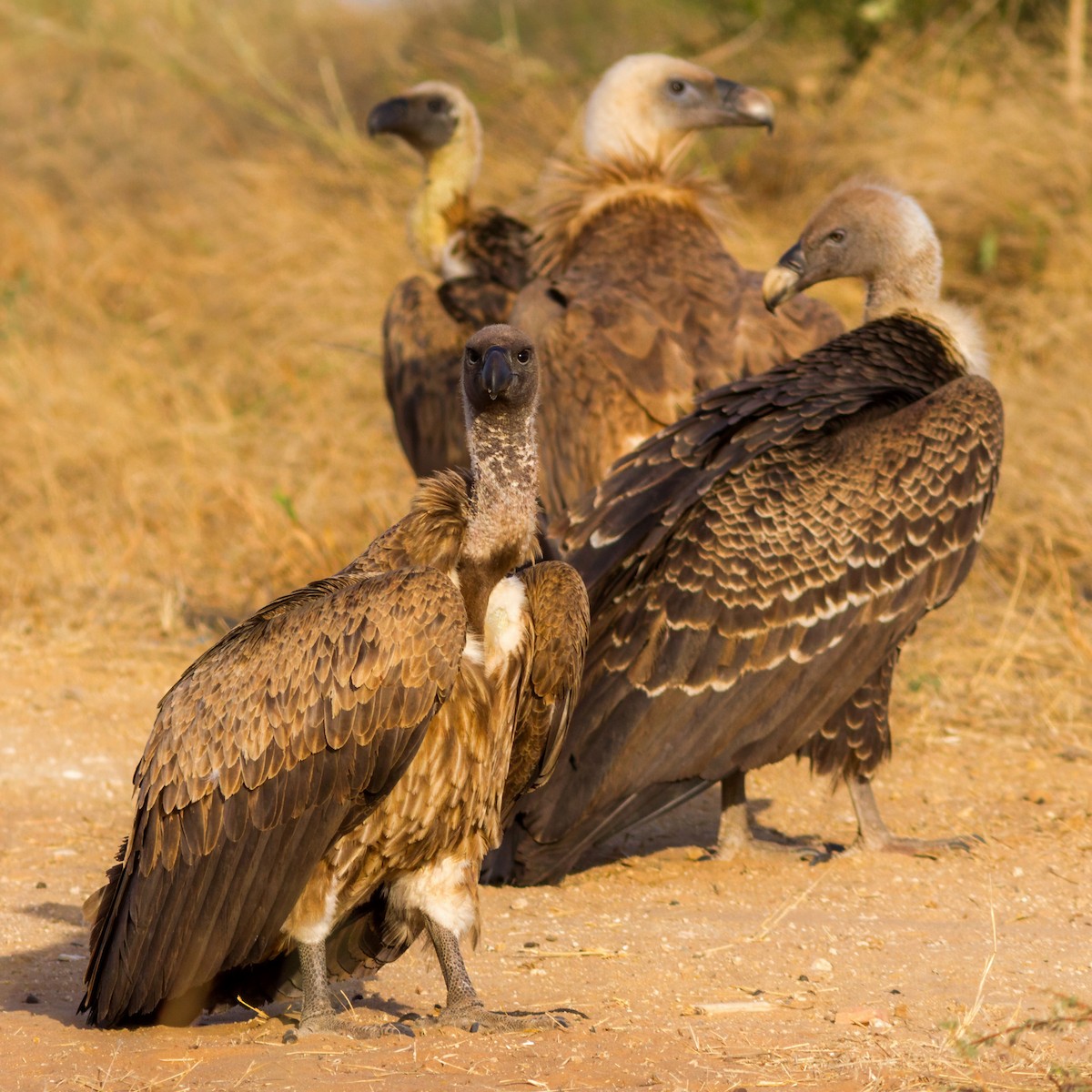 White-backed Vulture - ML624794386