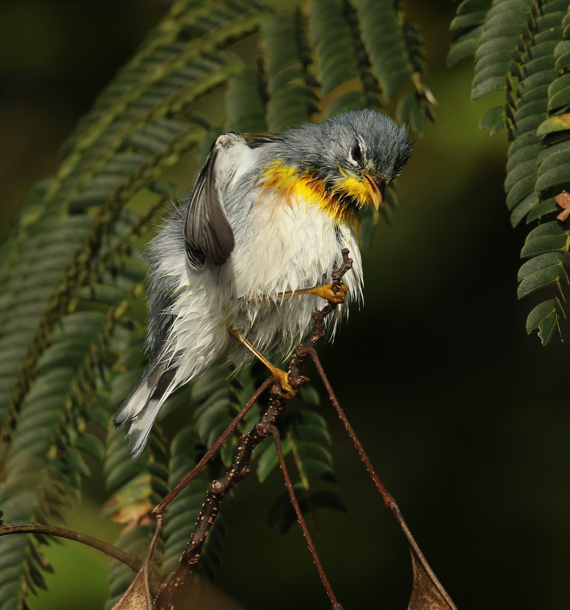 Northern Parula - ML624794408