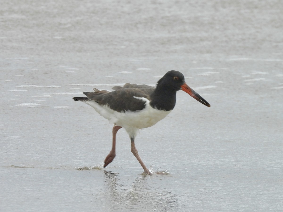 American Oystercatcher - ML624794424