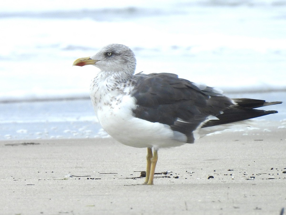 Lesser Black-backed Gull - ML624794436