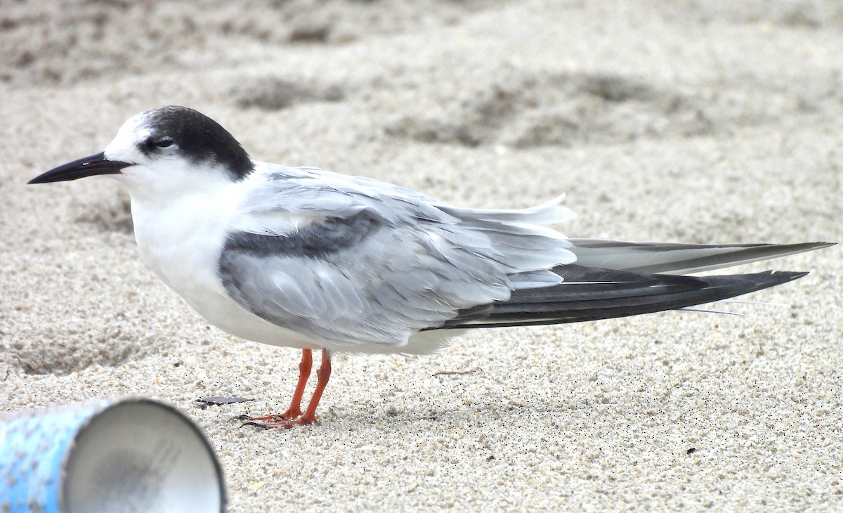 Common Tern - ML624794439