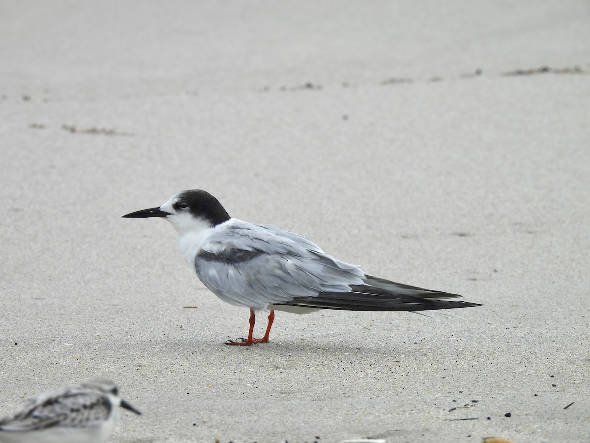 Common Tern - ML624794440