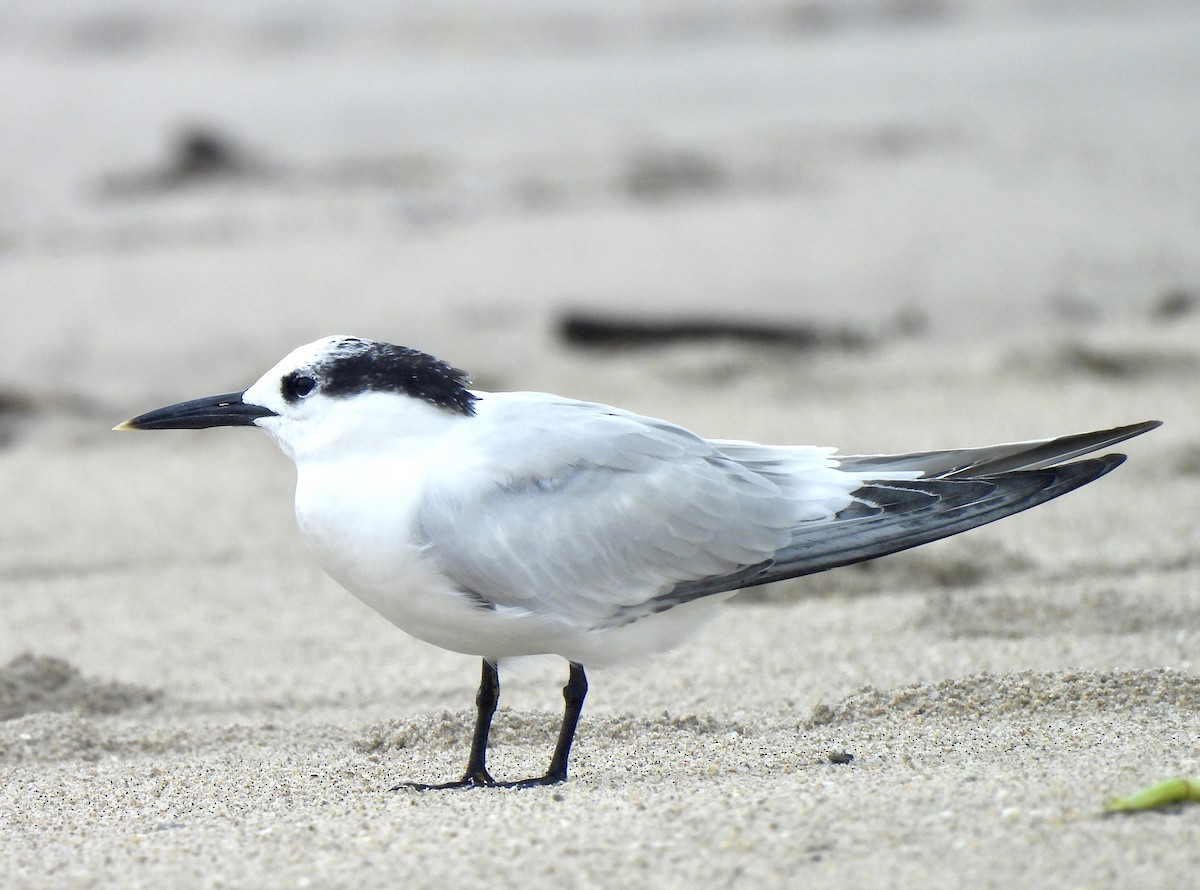 Sandwich Tern - ML624794451