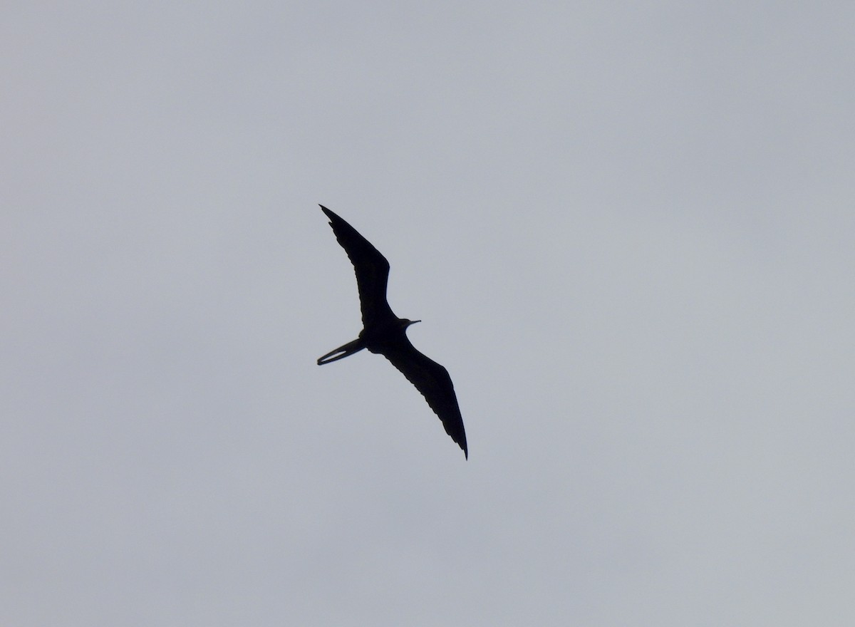 Magnificent Frigatebird - ML624794461