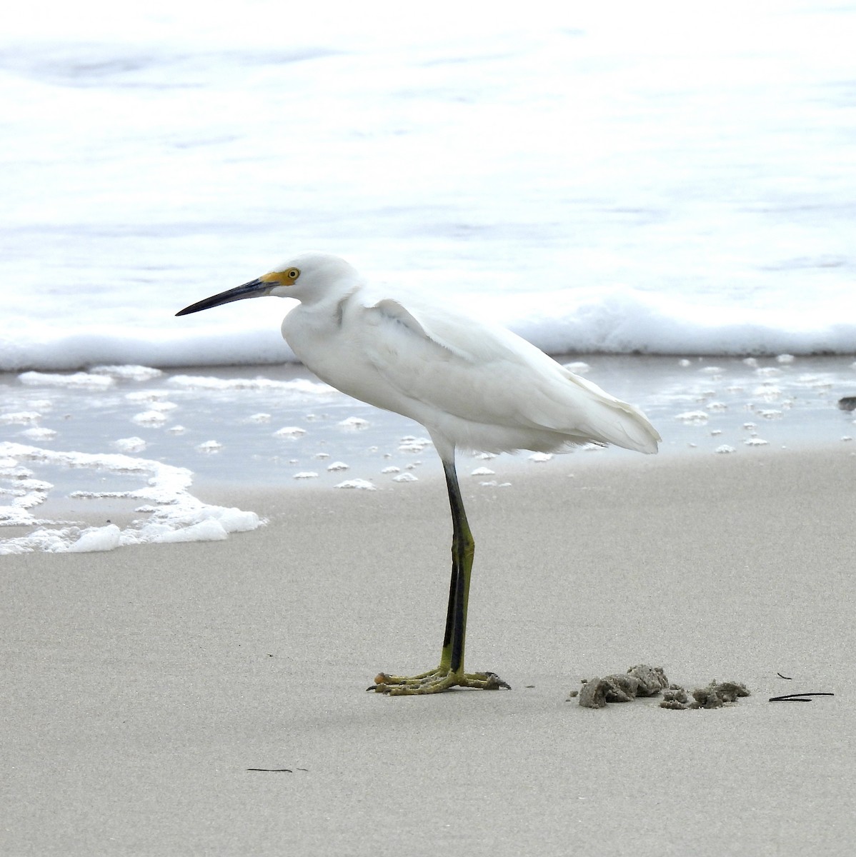 Snowy Egret - ML624794464