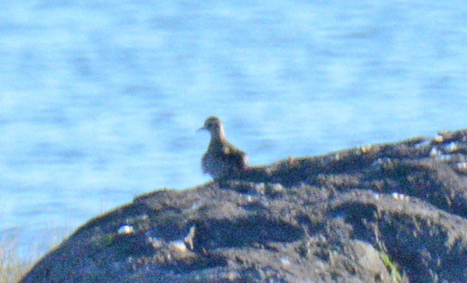 American Golden-Plover - ML624794471
