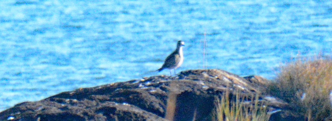 American Golden-Plover - ML624794472