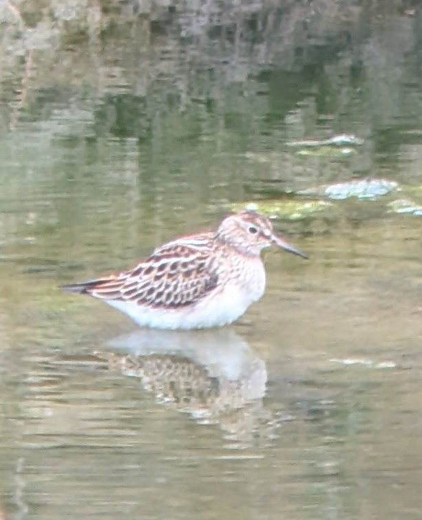 Pectoral Sandpiper - ML624794481