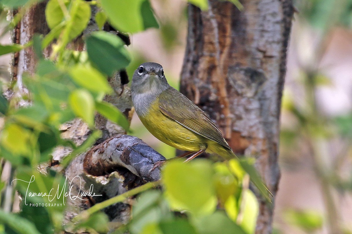 MacGillivray's Warbler - ML62479451