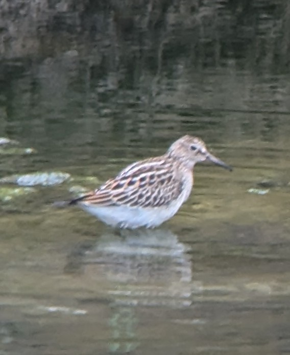 Pectoral Sandpiper - ML624794532