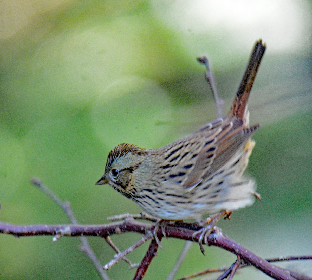 Lincoln's Sparrow - Michael J Good