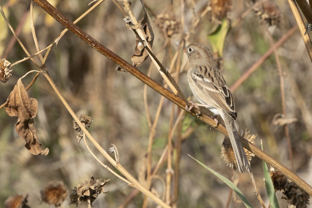 Field Sparrow - ML624794657